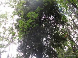 nte Cicirello-19-10-2012 08-26-19